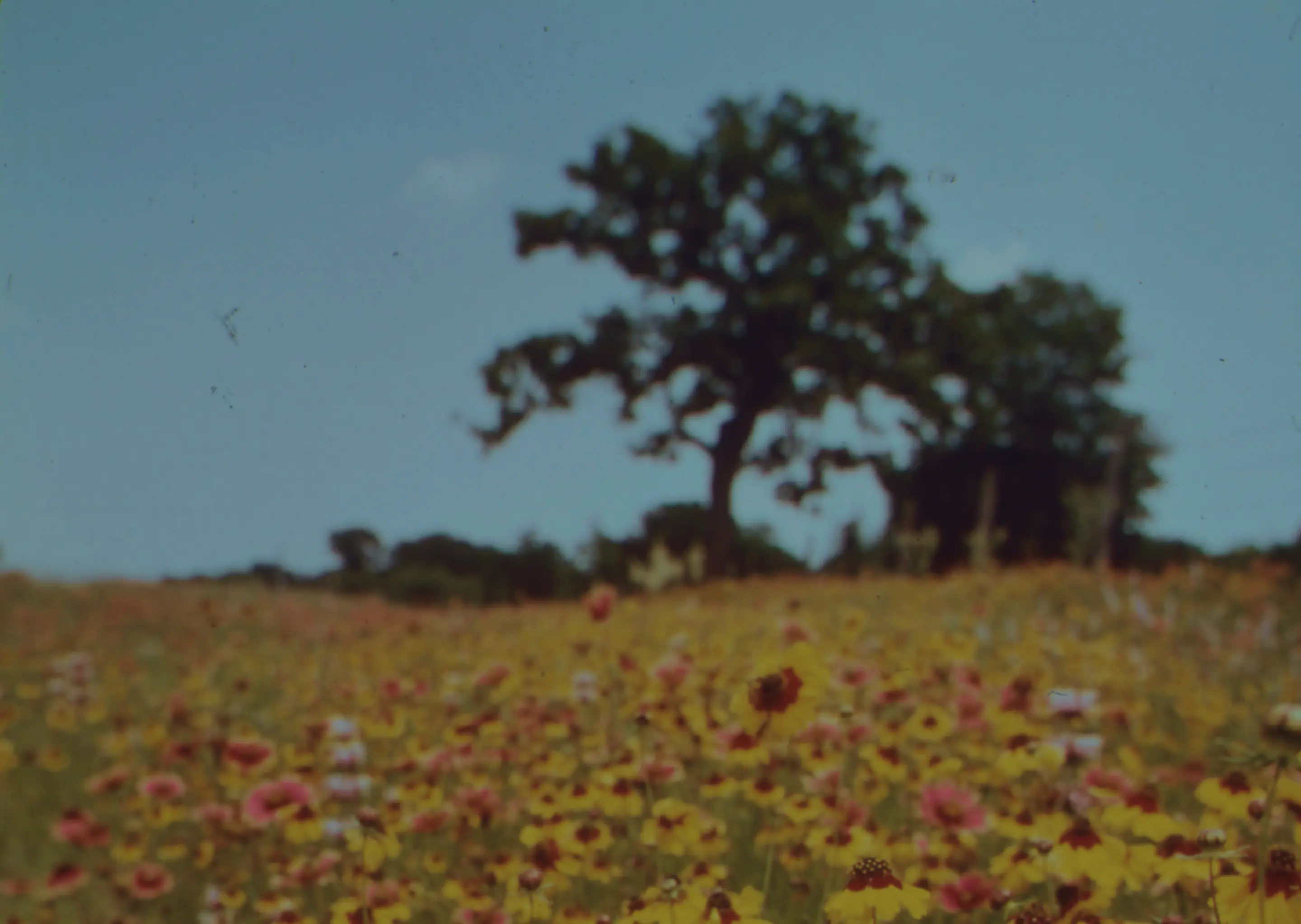 Hello world! Photo of a field full of flowers, a blue sky and a tree.